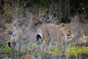 Lessons in hunting © Brad