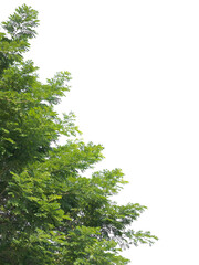 Fototapeta premium Samanea saman green leaves on nature white background.