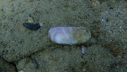 Rosy razor clam or scraper clam (Solecurtus strigilatus) shell undersea, Aegean Sea, Greece, Halkidiki