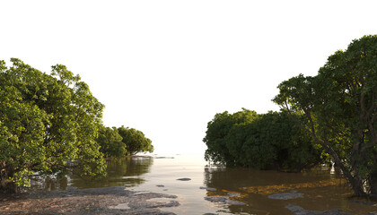 Mangrove forest on shallow waters and mud