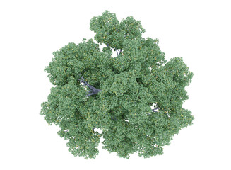 Various types of tree branch plants bushes shrub and and small plants isolated