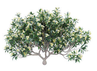 frangipani or plumeria tree isolated