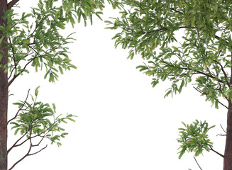 branch of a tree and tree trunk