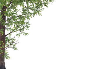 branch of a tree and tree trunk