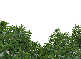 Various types of flowers plants bushes shrub and small plants isolated	
