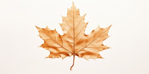 Fototapeta premium A single leaf is featured on a white surface. This versatile image can be used for various purposes