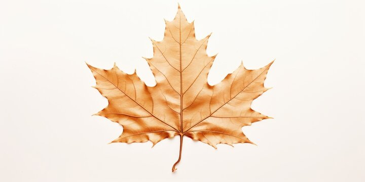 A single leaf is featured on a white surface. This versatile image can be used for various purposes