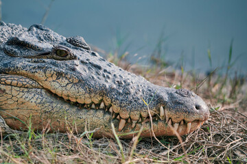 A saltwater crocodile (Crocodylus porosus) lying idly on a riverbank of Sundarbans, the largest mangrove forest in world. They are skilled apex predator adapted to saline water ecosystem of Sundarbans