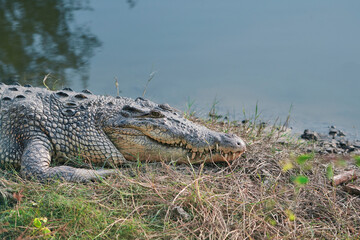 A saltwater crocodile (Crocodylus porosus) lying idly on a riverbank of Sundarbans, the largest mangrove forest in world. They are skilled apex predator adapted to saline water ecosystem of Sundarbans