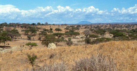 Fototapeta na wymiar Sécheresse Parc national du Tarangire, Tanzanie
