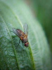 fly on leaf