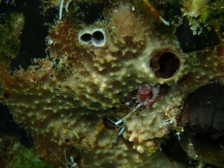 Variable loggerhead sponge (Ircinia variabilis) close-up undersea, Aegean Sea, Greece, Halkidiki