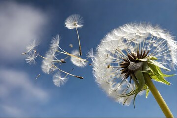 A dandelion with seeds being carried away by the wind
