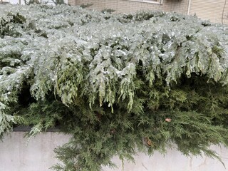 Bushes in ice. Each branch is covered with a frosting. Ice, frost, sleet. Frozen nature. Adverse...
