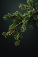 A branch of a pine tree with cones. Suitable for nature-related designs and illustrations