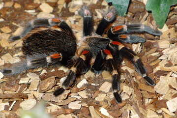Mexikanische Rotknie Vogelspinne
