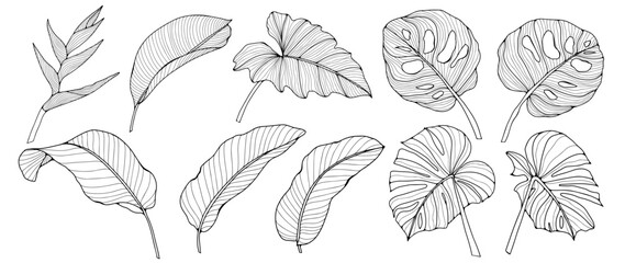 Black outline of various tropical branches and leaves on a white background. Tropical plants, monstera leaves, banana leaves. - obrazy, fototapety, plakaty