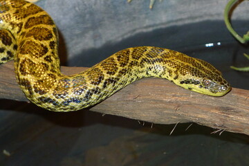 Gelbe Anakonda, Paraguay Anakonda