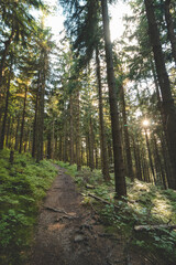 Obraz premium Forest path leading through coniferous trees with the sun shining through in Beskydy mountains, Czech Republic