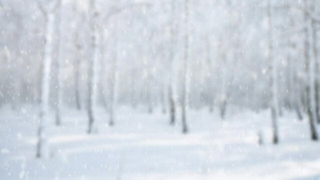 Fresh snow falls on a blurred background of a frosty birch forest. Heavy snowfall in winter. Panoramic videos in 4K with animated snowflakes.