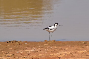 Pied avocet