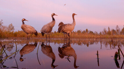 Common crane birds in water at sunrise, lens 24mm