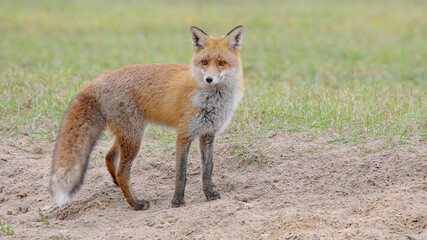 Red fox wild animal Vulpes vulpes