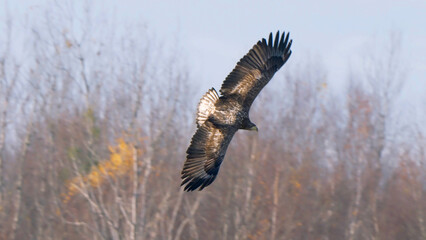 White tailed eagle bird of prey in flight