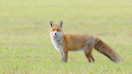 Red fox wild animal Vulpes vulpes