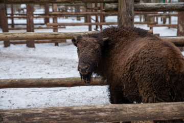 Winter scene.Large brown European bison stands in a snow near fence. Portrait of an adult male bison on the farm. Cloudy winter day.. Serious look. National park.