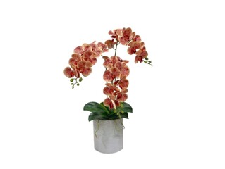 The white background in the picture is a yellow orchid planted in a white pot with green cotyledons and small green unopened flowers at the end of the flower. - obrazy, fototapety, plakaty
