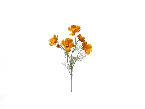The white background in the picture is a yellow plastic flower, the stem and leaves are green, the flower is yellow, the petals are thin and soft, circled in a single layer, the entire flower is yello