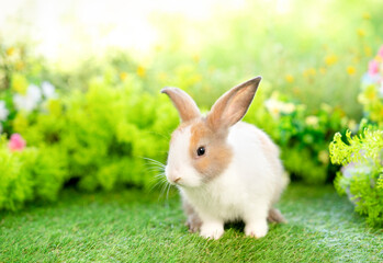 young white brown rabbit sitting in nature,studio shot, adorable fluffy bunny, concept of rabbit easter