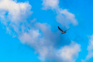 Flying seagull bird with blue sky background clouds in Mexico.