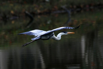 Garça real europeia sobrevoando a lagoa de Bambuí - Maricá - RJ 