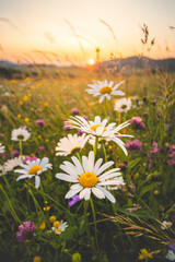 Blossoming meadow flowers in a pristine field in Beskydy mountains, Czech Republic. Sunset with daisies at golden hour