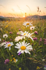 Photo sur Plexiglas Prairie, marais Blossoming meadow flowers in a pristine field in Beskydy mountains, Czech Republic. Sunset with daisies at golden hour