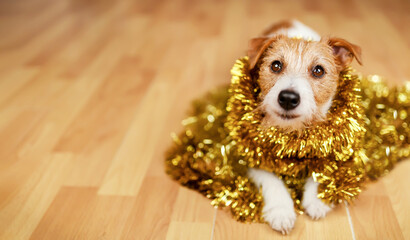 Funny happy christmas new year pet dog puppy smiling in golden garland decoration. Holiday party banner or background.