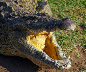 Nile crocodile with wide open mouth lies on the shore.