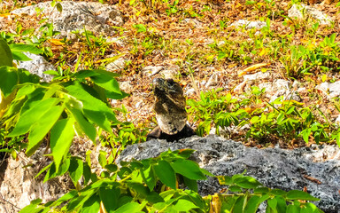 Mexican iguana lies on ground floor grass in Mexico.