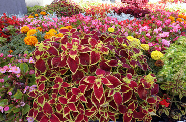 the use of flowering plants and plants with decorative foliage (coleus) to decorate outdoor flower beds