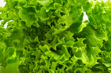 Close up of bunch of fresh green lettuce. Green lettuce background. Healthy plant-based nutrition.