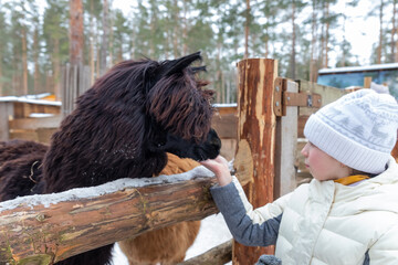 Blond preschool european girl feeding fluffy furry alpacas lama with carrots. Happy excited child feeds guanaco in a wildlife park. Family leisure and activity for vacations or weekend.animal care