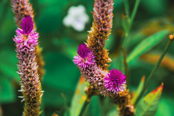 Celosia plant, Thailand