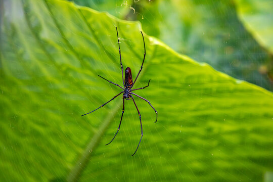 Nephila pilipes (silk spider) in its web in front of a green leaf