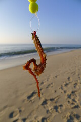 Angeln mit Wattw&uuml;rmern