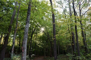 The sun rays coming though the tall trees in the woods.