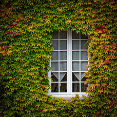 Bay window of white house surrounded by green vine in summer