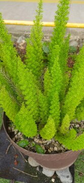 Sarcillos Mariposa