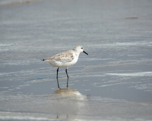 Sandpiper